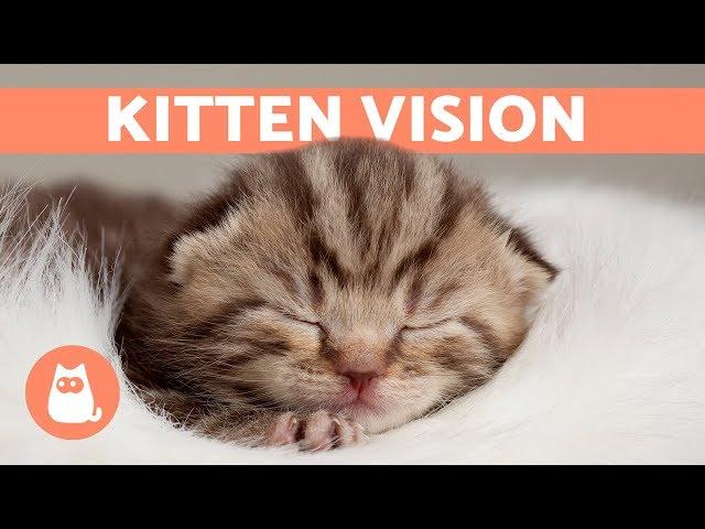 When do Kittens Open Their EYES After Birth?  Find Out Here!