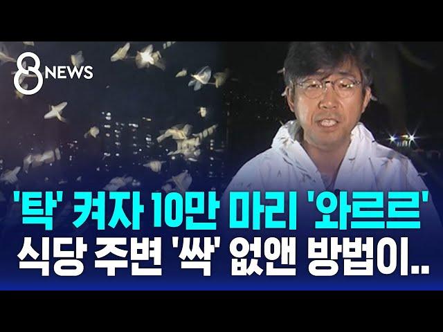 '탁' 켜자 10만 마리 와르르…식당 주변 '싹' 없앤 방법 보니 / SBS 8뉴스
