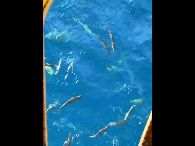 The Most Dangerous Toilet Ever  (Fish Approved)