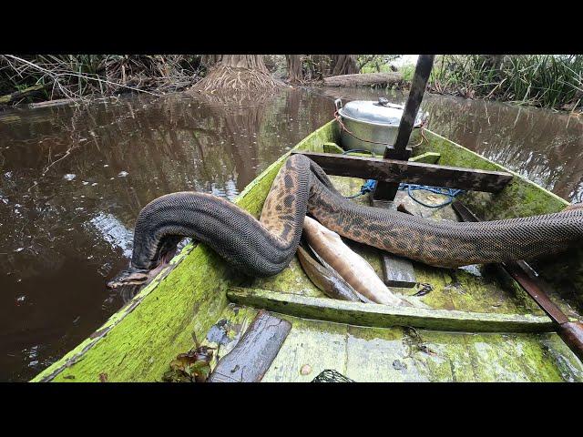 TIDAK LUPUT DARI SERANGANNYA... MENELAN HABIS UMPAN SAMPAI TERBANTAI.. ANACONDA KW 