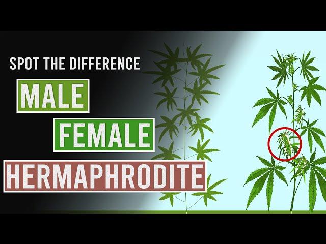 Spot the Difference Between Male, Female and Hermaphrodite Cannabis Plants