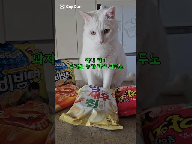 #경상도 사투리 #진해성 #고양이 #cat #순창
