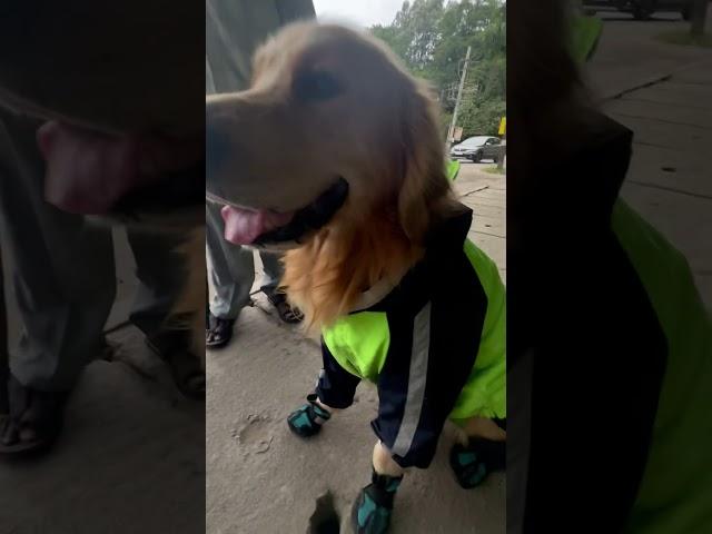 Look at her #timo #dog #goldenretriever #viral #trending #shorts #short