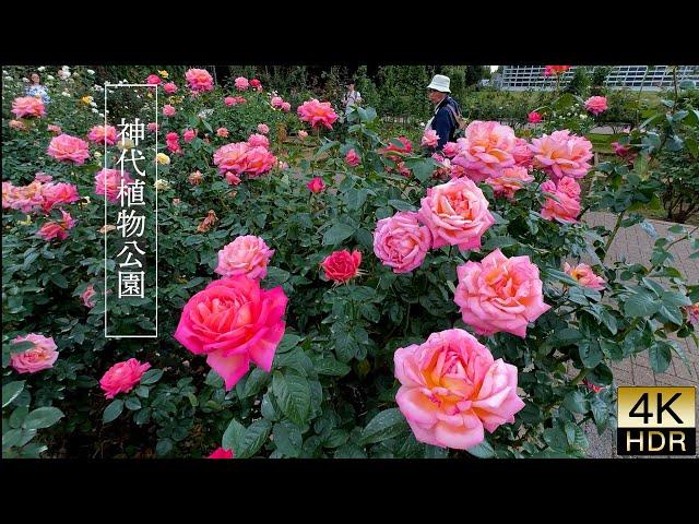 【4K HDR Rose】In Tokyo, the season for enjoying autumn roses has arrived.