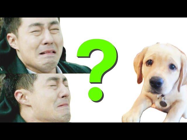 이걸 모르고 산책시키면 3,000만원 날아갑니다