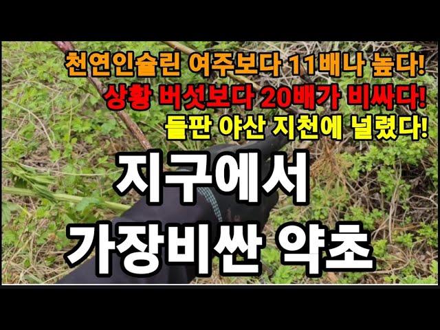 야산 들판 지천에 널림! 지구에서 제일비싼 약초!상황버섯보다 20배 비싸다! #찔레뿌리효능 #찔레효능 #찔레술효능 #찔레순효능 #혈액순환에좋은약초 #천연비아그라