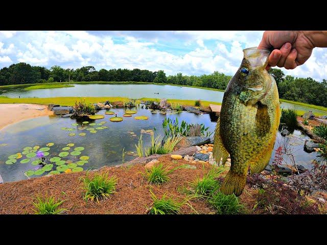 Adding Crappie to the 5 Acre Pond!