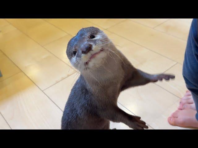 An otter tries his hand at cooking playing house!