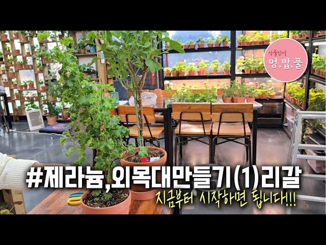 제라늄,외목대 만들기 #2025정리 #리갈제라늄외목대 #터키쉬커피외목대 #콴탁퍼펙션외목대