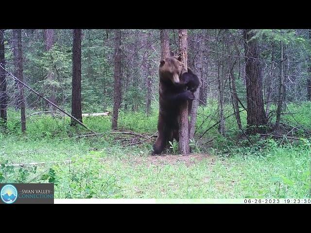 Grizzly Bear on a Bear Rub