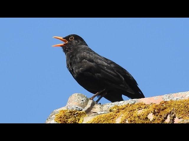 Common Blackbird - Amsel - Turdus merula singing