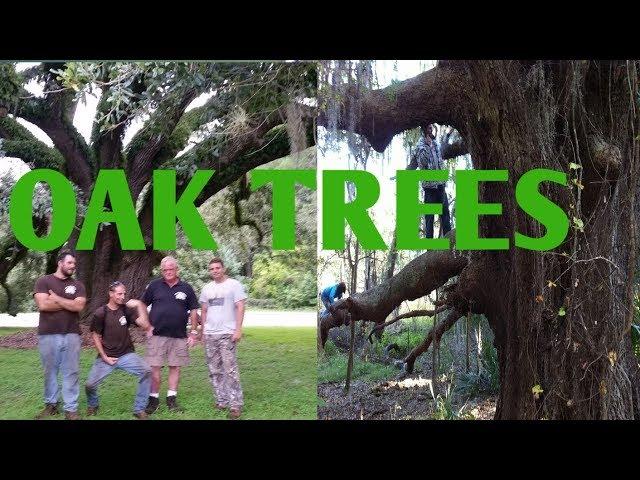 Live Oak vs Laurel Oak, bluff oak, water oak identification
