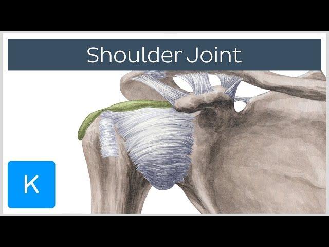 Shoulder joint: Movements, bones and muscles - Human Anatomy | Kenhub