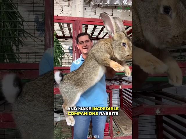 What Makes Rabbit A Great Pet