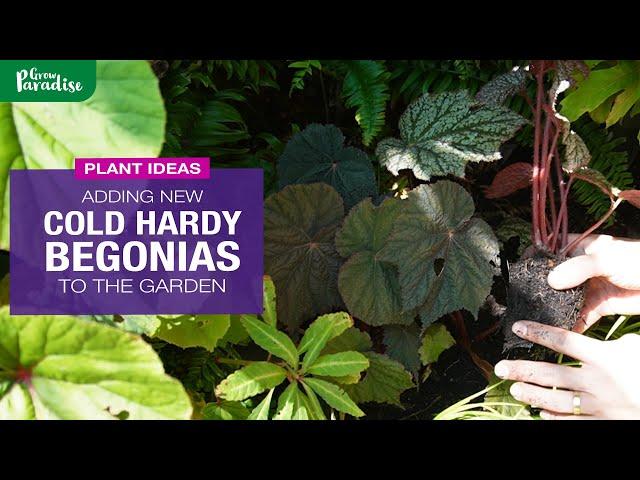 Adding NEW COLD HARDY BEGONIAS to the garden | Tips for success with Begonias