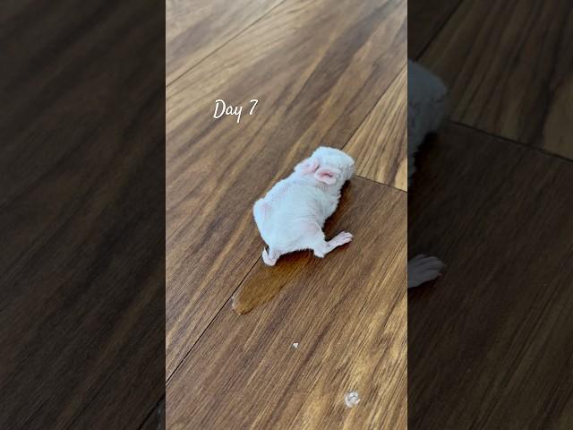 Day 7 peeing alone  #bunny #rabbit