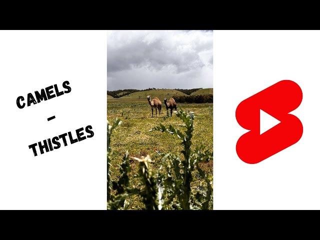 CAMELS DO EAT THISTLES!!!