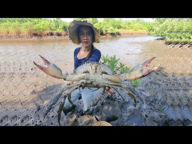 Giant Mud Crab Hunt - Today I Caught Massive Mud Crabs