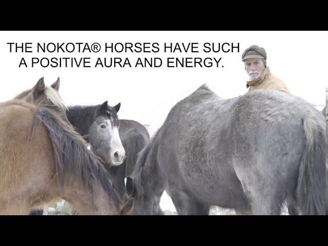 Vanishing Knowledge | Nokota Horses Video