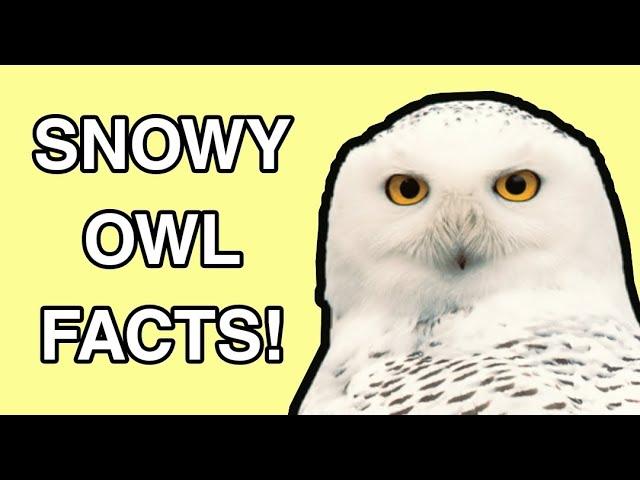 Snowy Owl Facts - The Silent Hunter!