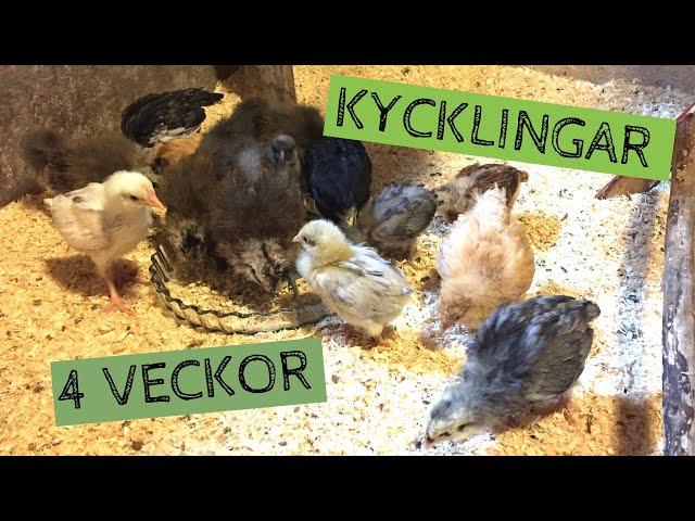 KYCKLINGARNA är fyra veckor och de växer snabbt!