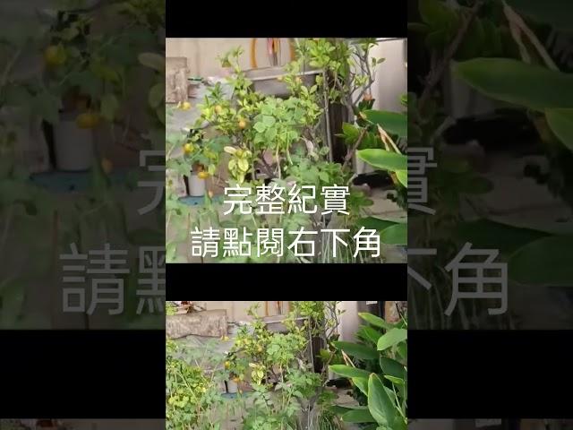 揭開黑金土的秘密：讓豐收無限！簡單易行的堆肥法