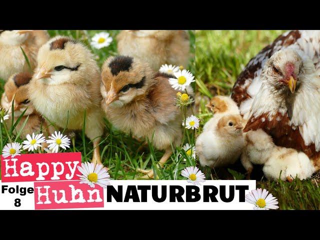 Kükenaufzucht mit Glucke: Naturbrut bei Hühnern - Eine Henne und ihre Küken versorgen! HAPPY HUHN E8