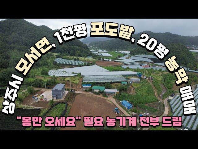 [매물24-20] (급매) 상주시 모서면 저렴한 캠벨과 샤인 포도밭 매매(농기계 무료 드림) #상주부동산 #상주토지 #상주시 #김천부동산 #보은부동산