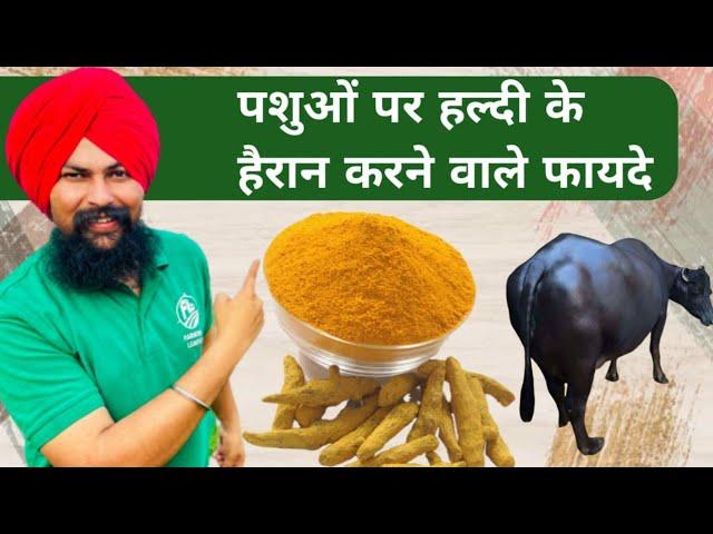 पशुओं के 100 रोगों की एक दवा हल्दी | Benifits of Haldi/Turmeric in Dairy Farming Hindi