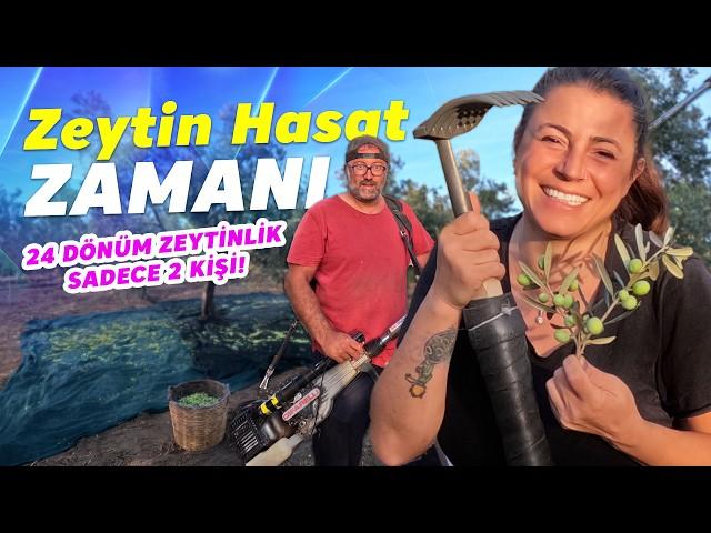 Zeytin Toplama Zamanı: Yarım Günde 300 kg Zeytin Topladık!