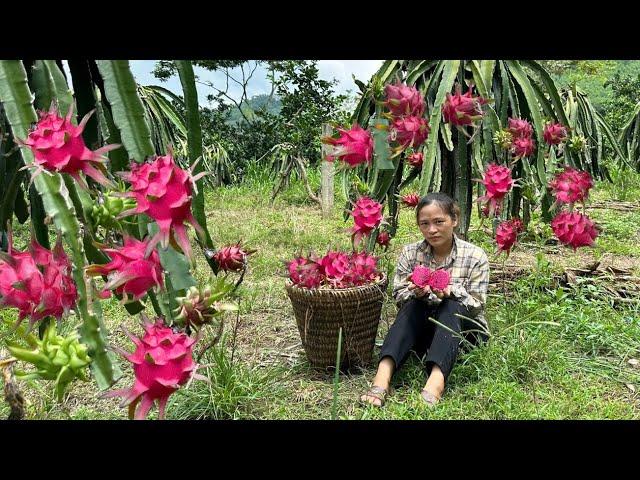 Harvesting dragon fruit, single mother tries to earn money to send her daughter to school