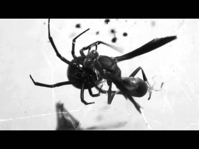 Politis - "Architect" [Egothermia Records]