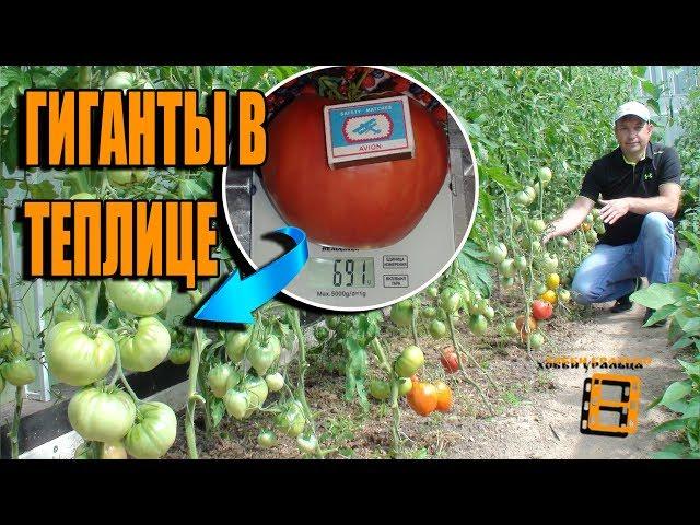 ОБЗОР СОРТОВ КРУПНОПЛОДНЫХ ПОМИДОРОВ (ТОМАТОВ). ЛУЧШИЕ СОРТА ТОМАТОВ (ПОМИДОР)