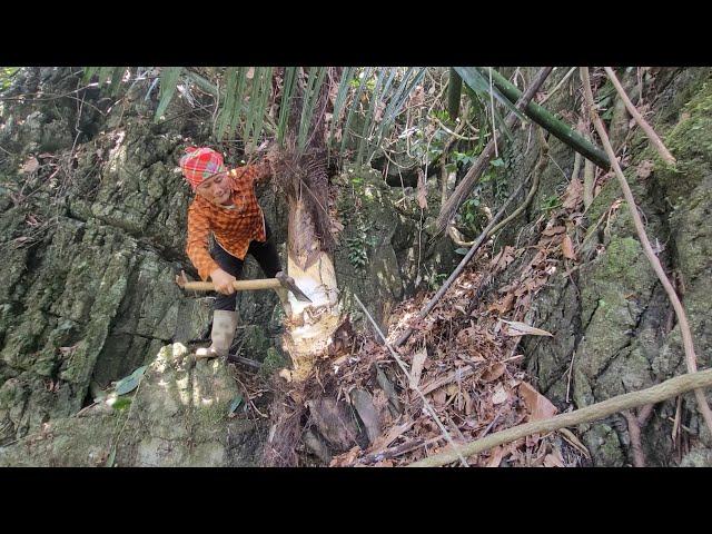 Harvesting the Garden of Yams on the banks of the Stream and the Garden of Luffa Running for sale