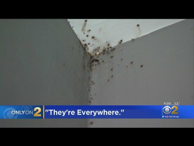 'They're Everywhere': Woman Says Landlord Won't Fix Bed Bug Problem