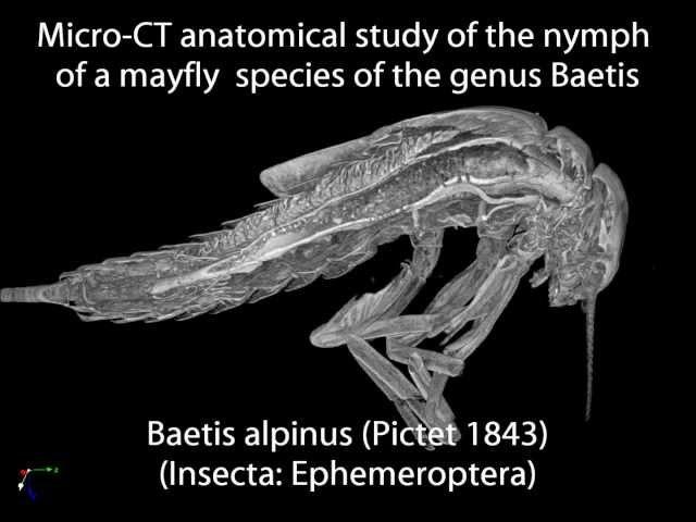 Micro-CT study of the anatomy of the nymph of the mayfly Baetis alpinus.wmv