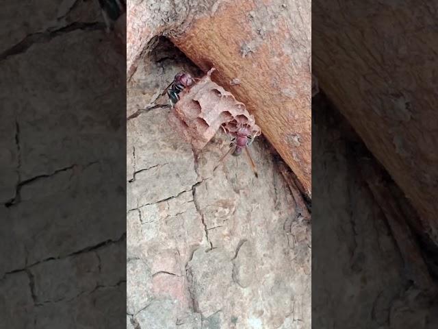 This is a small bird family building a house. #funny #viral #official #cute #cambodia