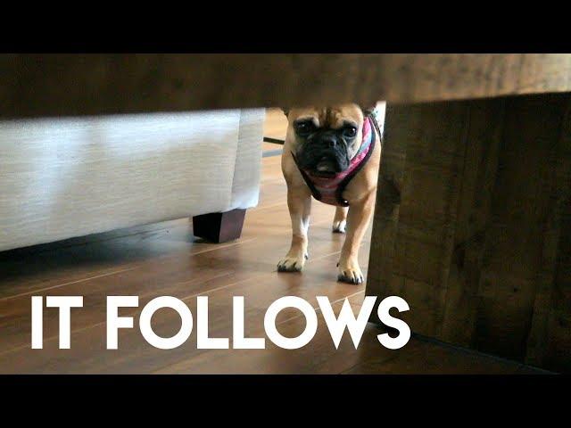 IT FOLLOWS (MY FRENCH BULLDOG)