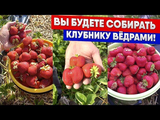 Вы будете собирать клубнику вёдрами!