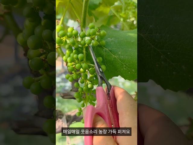 영재농장 로고송