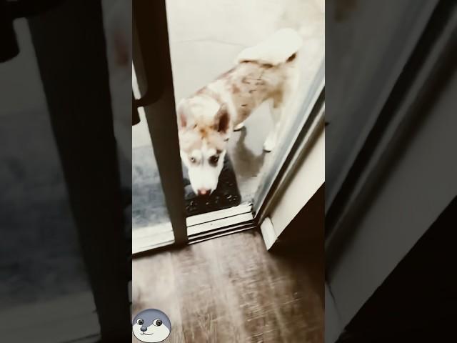 Dogs are afraid of thunder #dog #pets #funnyvideo #funny #cutedog