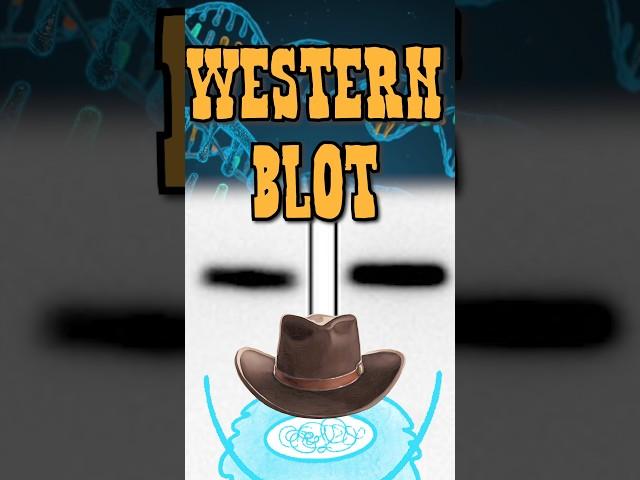 Ranking EVERY lab technique - Western Blot #science #biology #shorts