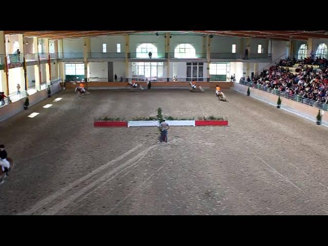 Haflinger  Pferde Springquadrille Horses Showjumping