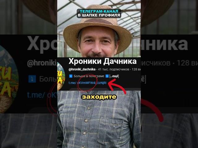 Лучшая дрожжевая подкормка или как оживить любые растения #огород #сад #дача #удобрение