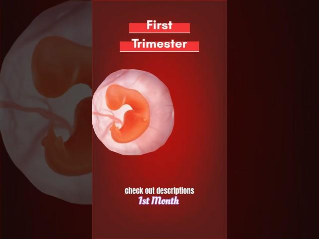 Embryo development As per Ayurveda⬇️