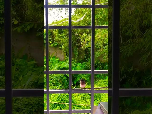 Every window tells a story...#windows  #nature #beauty #birds #mywindow #dreamer #green