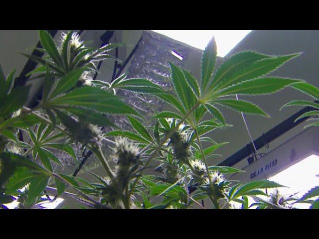 Colorado doctor warns about legalizing marijuana in Louisiana