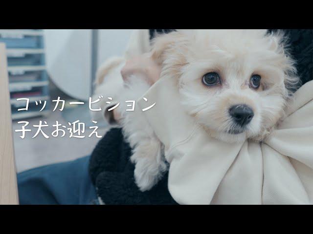 アメリカンコッカースパニエル×ビションフリーゼのミックス犬をお迎えしました