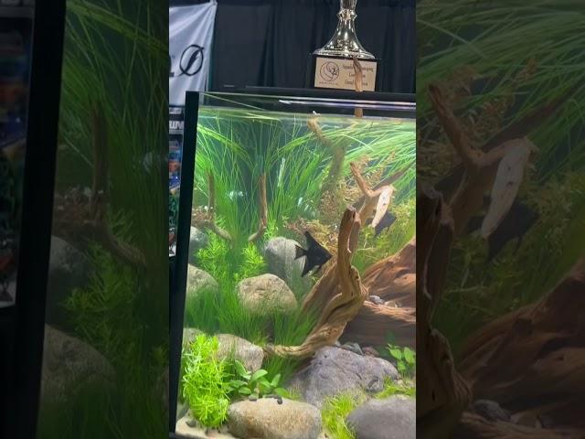 We won the Fluval Live Aquascaping competition @aquashella ! Go team OASE 