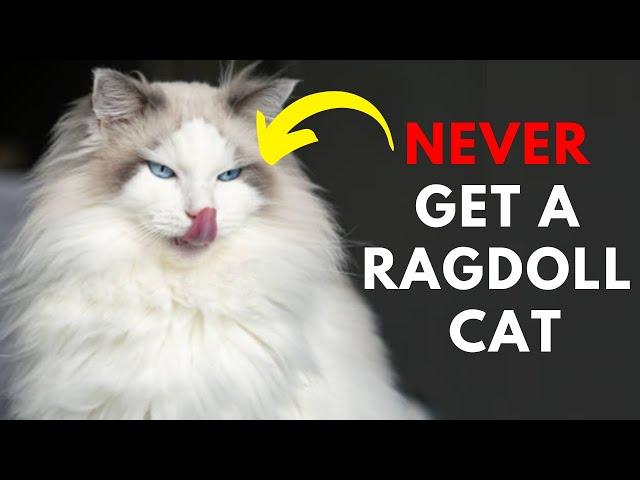 13 Reason Why You SHOULD NOT Own A Ragdoll Cat